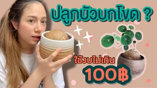 วิธีปลูกบัวบกโขด | Thisisnaenae Channel