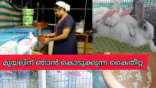 How To Make Rabbit Food|മുയലിന് ഞാൻ കൊടുക്കുന്ന കൈതീറ്റ|Rabbit Food Malayalam||