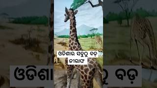 ଓଡିଶାର ଏହି ଜାଗାରେ ଅଛି ବଡ଼ ଜିରାଫ୍😱