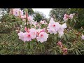 garden visit in june caerhays