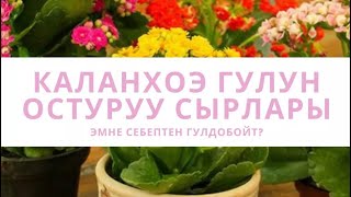 Каланхоэ гулун кантип остуруп, гулдотобуз| Уход за каланхоэ.