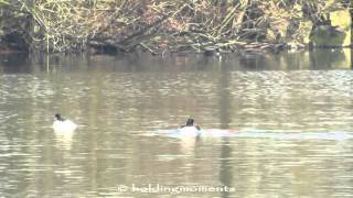 Goosander and Ferruginous Duck