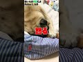 【面白パグ動画】楽しんでいるツネさんにちょっかいを出すと命取りになります... short