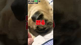 【面白パグ動画】楽しんでいるツネさんにちょっかいを出すと命取りになります... #short