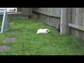 guinea pigs chase pigeon