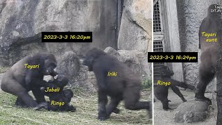 Gorilla foraging. Tayari trains Ringo. Jabali rescue. Iriki angry. D'jeeco run 2023-3-3 15:58-16:28