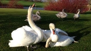 Swan Fight