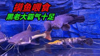 親自下塘去摸魚，給猛魚提供食物，大黑魚狀態回歸霸氣十足#水族 #猛魚