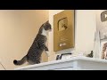 金の盾に映ってる自分を見た猫の反応がかわいすぎたwww