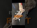 Foot Anatomy Part 1