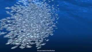 Flocking fishes with Processing 2