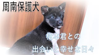 【周南保護犬】里親様決定いたしました！ 松本君