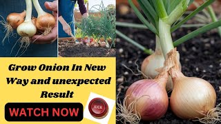 Never buy Onions again I Growing Onions in a New Way and Unexpected Results Growing Onions at Home