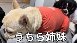 全く違う犬種だけど本当の姉妹みたいなフレブルとキャバリア これが多頭飼いの魅力！#フレンチブルドッグ #キャバリア #多頭飼い #いぬ