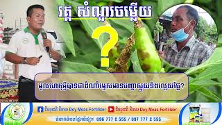 ជីធម្មជាតិ ដីមាស | មូលហេតុអ្វីបានជាដំណាំម្ទេសមានបញ្ហាស្អុយនិងរលួយផ្លែ?