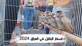 اسعار البلابل في العراق سوق الغزل 2024