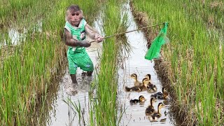 CUTIS Farmer helps dad takes ducks in the fields!