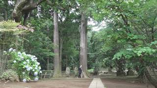 【ZEN：禅】The Daily Life of a Monk Documentary 500 years old tree at Japanese temple(LONG ver) お坊さんの一日