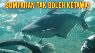 LAGENDA KENA SUMPAHAN TAK BOLEH KETAWA | Sumpahan Ikan Patin #34