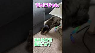 【猫動画】保護猫ちゃこちゃんにまたたびあげてみたらやばいwww #Cute #shorts #cat #酔っぱらい #渋谷メルトダウン