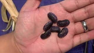 How to Save Legume Seeds: Beans, Peas and Runnerbeans