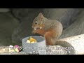 【日本の動物】ニホンリスの生態〜日本の自然を豊かにする小さな動物（リス）〜