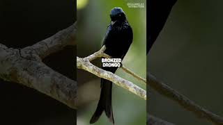 Fascinating Birds: Drongos, Swallows, and Terns