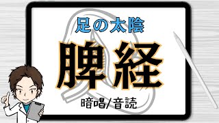 ⑥足の太陰脾経｜経絡経穴の暗唱と音読【あはき国試対策：初級】