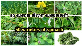 கீரை வகைகள் | 50 வகையான கீரைகளின் வகைகள் | 50 varieties of spinach