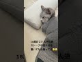 18歳おじいちゃん猫 猫 猫のいる暮らし ねこ動画 猫動画 ねこ ねこのいる生活