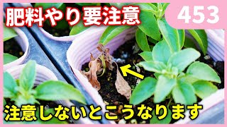 【初心者必見！】お花の肥料焼けについて by 園芸チャンネル 453 園芸 ガーデニング 初心者