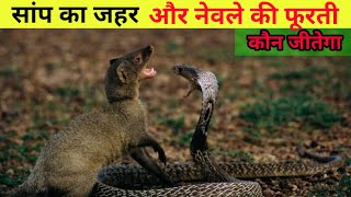 सांप और नेवले की दिल दहला देने वाली लड़ाई | Do Mongoose Eat Snakes | Snake vs Mongoose Fight