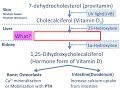 【exercise】 vitamin D metabolism simplified