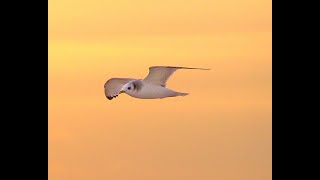 Neil Diamond - Jonathan Livingston Seagull - Be (Introduction-Return-Reprise)