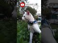 Cute Cat on Bushes