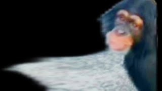 Monkey Will Consume All Powerade (YTP)