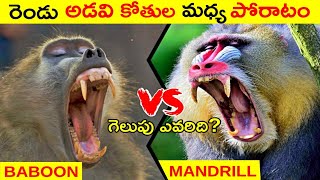 BABOON VS MANDRILL | రెండు భయంకరమైన అడవి కోతుల మధ్య పోరాటం | Who Will Win ?