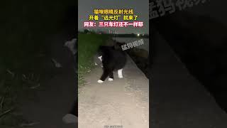 猫咪眼睛反射光线，开着“远光灯”就来了，网友：三只车灯还不一样耶