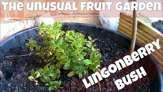 Planted Lingonberry Bush Added To The Unusual Fruit Garden