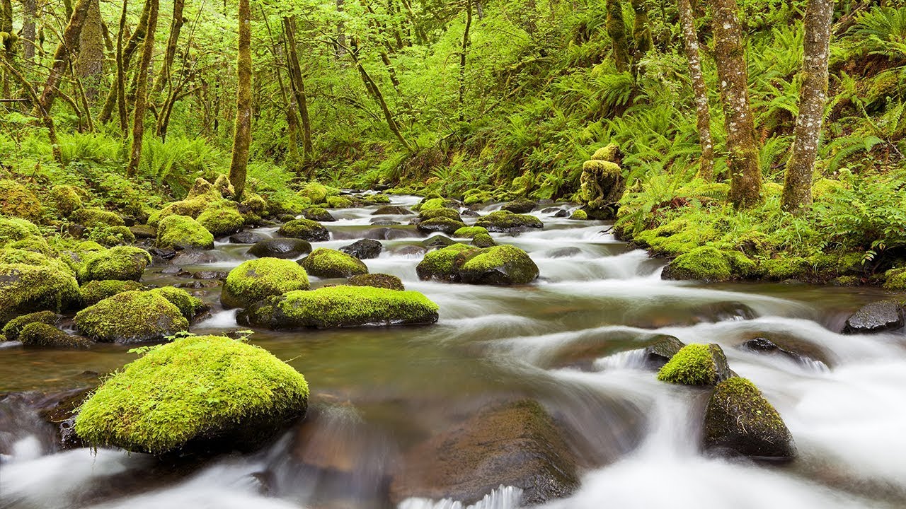 White Noise, Gentle Stream, Relaxing Sounds, Nature Sound, Sleep Sounds, Insomnia, ☯3377