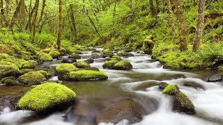 White Noise, Gentle Stream, Relaxing Sounds, Nature Sound, Sleep Sounds, Insomnia, ☯3377