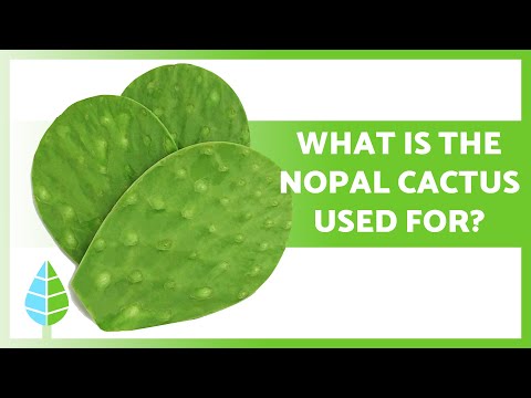 What are cactus plants used for?