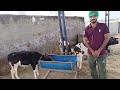 ਟੌਪ ਦੀਆਂ ਗਾਵਾਂ ਦਾ ਮਿੰਨੀ ਫਾਰਮ गांव में खोला गाय का फार्म cow 🐮 ka farm