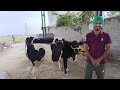 ਟੌਪ ਦੀਆਂ ਗਾਵਾਂ ਦਾ ਮਿੰਨੀ ਫਾਰਮ गांव में खोला गाय का फार्म cow 🐮 ka farm