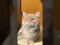 the cat’s world discovering new favorite spots part 060 trending trendingshorts