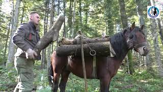 -Duh samarice još stoluje u šumama zapadne Bosne -