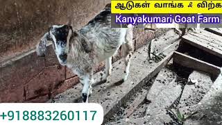 Karungal Marthandam Nagercoil Kanyakumari Goat Farm #goatmarket