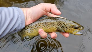 SC Fly Fishing - 11-10-24