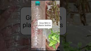 Grow Mint in plastic bottle without soil #easy #garden #mint #homegardening