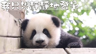 《熊貓早晚安》憨憨的我，此時很憂傷 | iPanda熊貓頻道